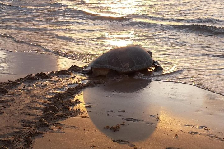 Premium Tour: Turtle Nesting Tour - Photo 1 of 7